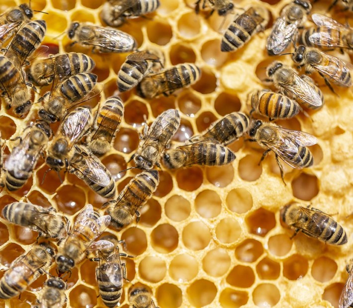 Presshonig Imkerei Heinzmann