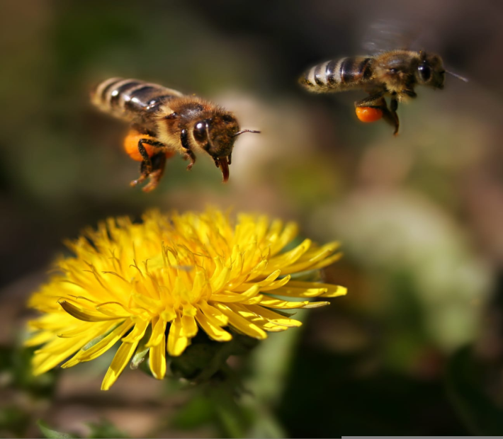 Klosterhonig Ave Maria