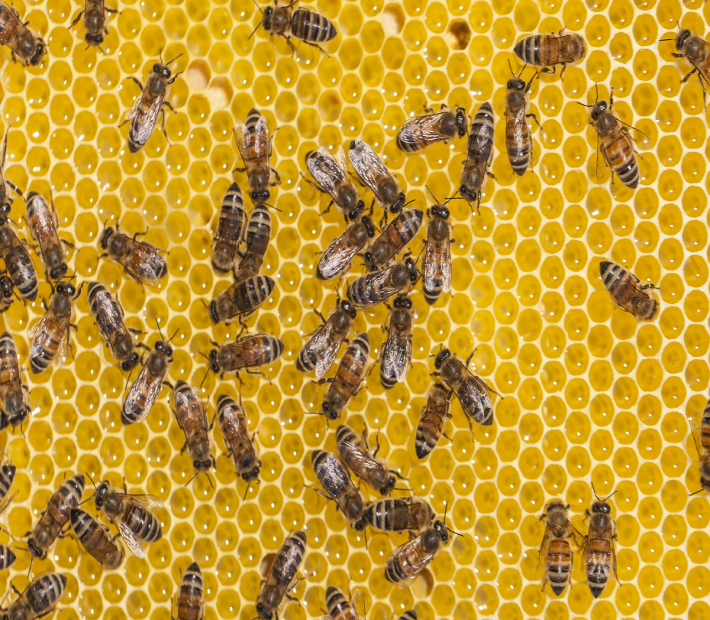 Klosterhonig Ave Maria